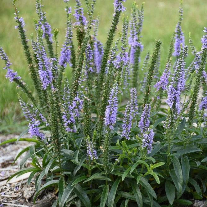 Veronica 'Ever After' ~ PW® Magic Show® Ever After Veroncia-ServeScape