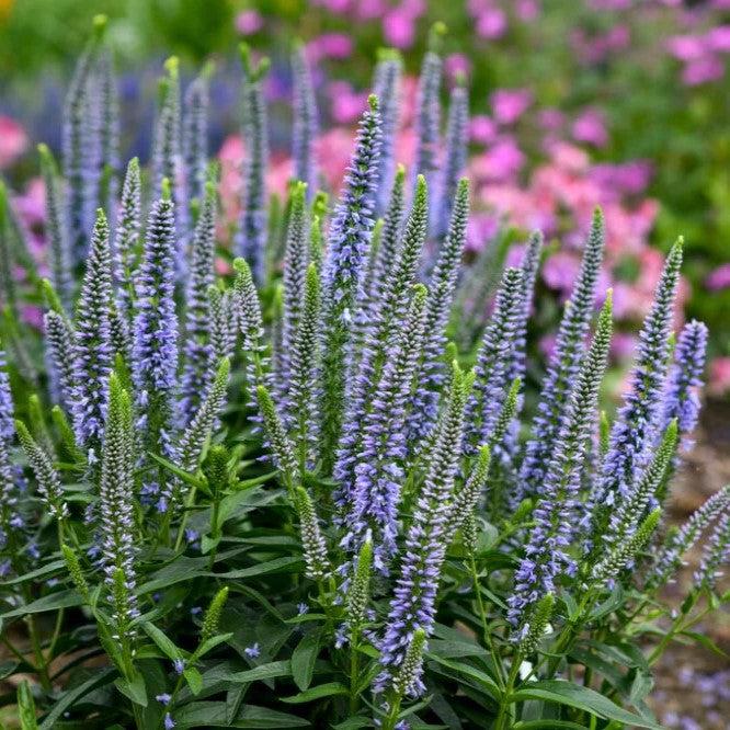 Veronica 'Ever After' ~ PW® Magic Show® Ever After Veroncia-ServeScape