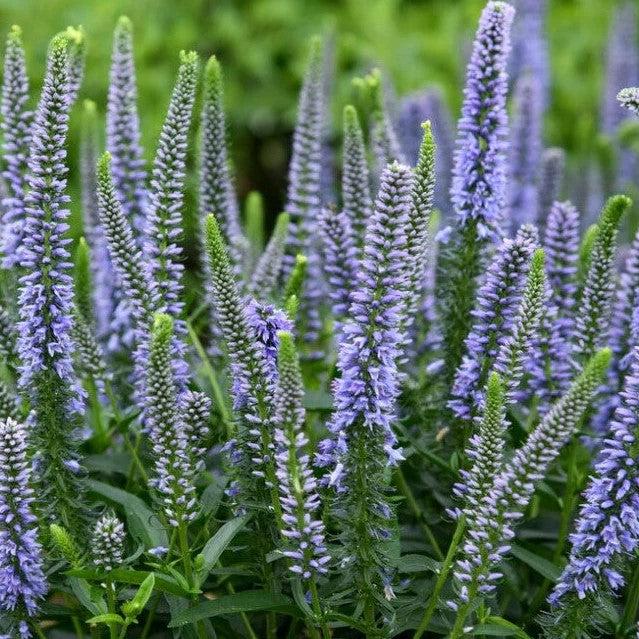Veronica 'Ever After' ~ PW® Magic Show® Ever After Veroncia-ServeScape