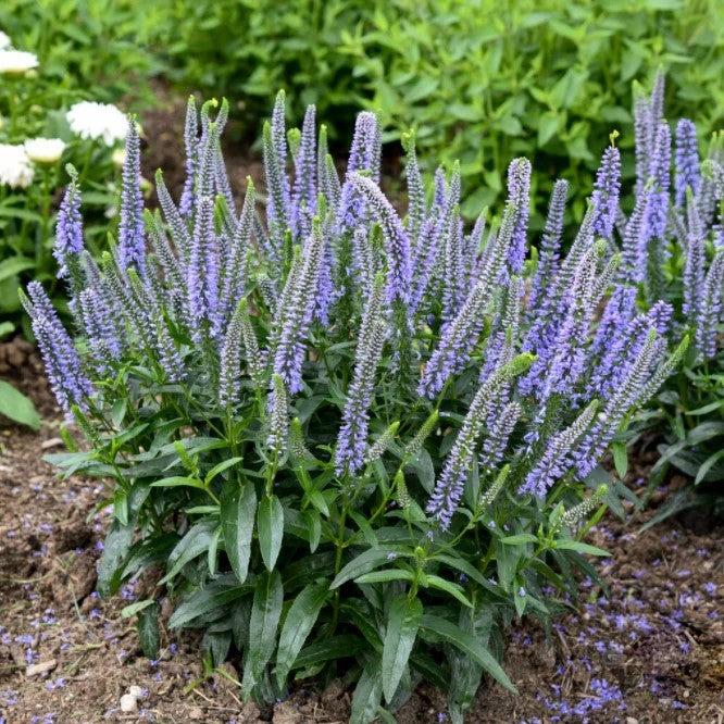 Veronica 'Ever After' ~ PW® Magic Show® Ever After Veroncia-ServeScape