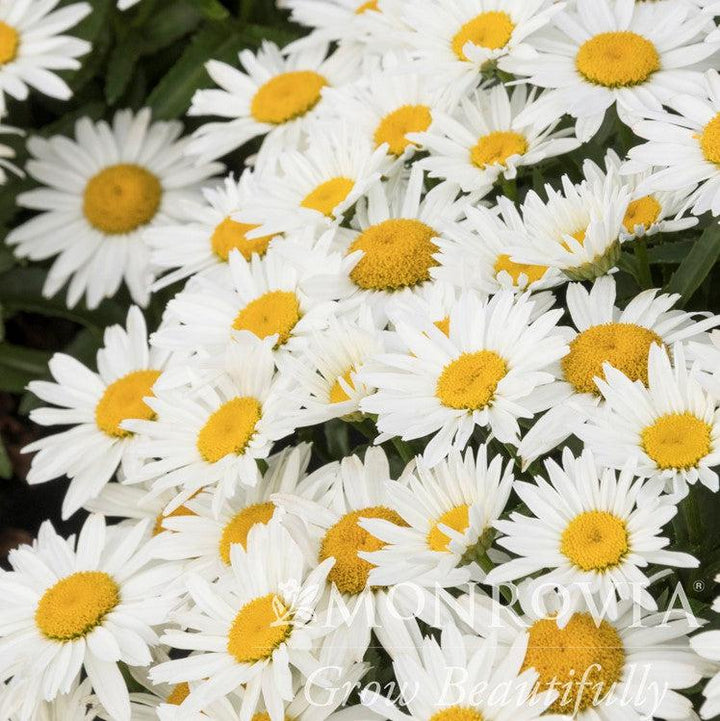 Leucanthemum 'TNLEUS' PP #31,456 ~ Monrovia® Shortstop™ Shasta Daisy-ServeScape