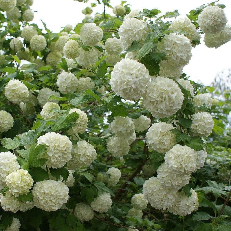 Viburnum opulus 'Sterile' ~ Sterile Eastern Snowball-ServeScape