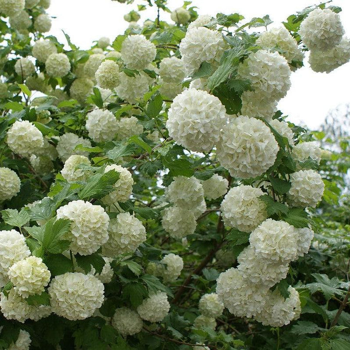 Viburnum opulus 'Roseum' ~ Eastern Snowball-ServeScape