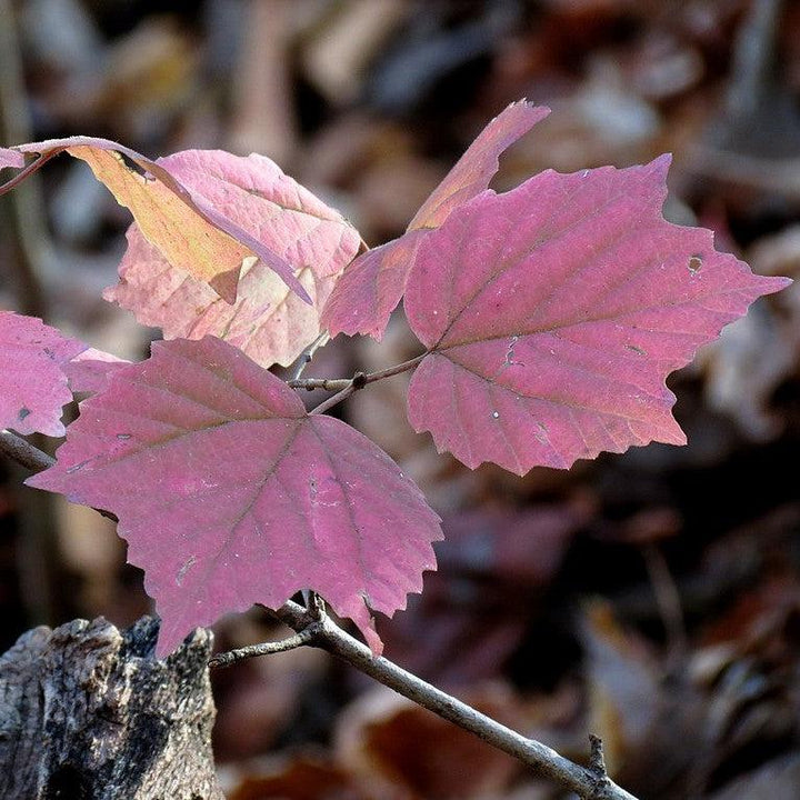 Viburnum acerifolium ~ Mapleleaf Viburnum-ServeScape