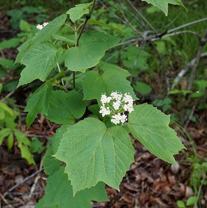 Viburnum acerifolium ~ Mapleleaf Viburnum-ServeScape