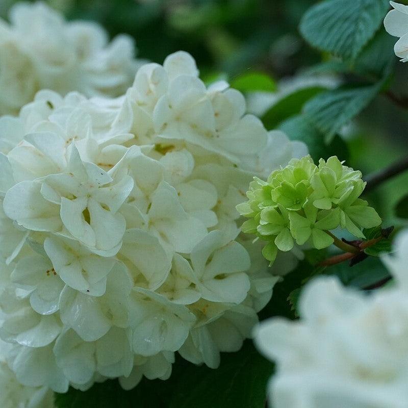 Viburnum plicatum var. tomentosum 'Limartz' ~ Lime Martini™ Viburnum-ServeScape