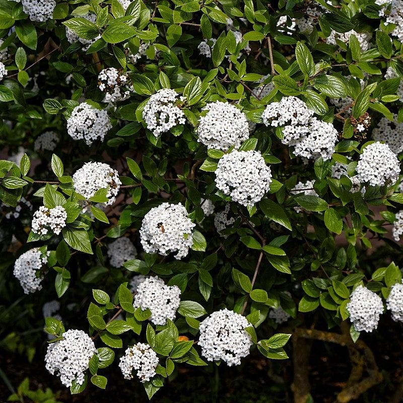 Viburnum x burkwoodii ~ Burkwood Viburnum-ServeScape