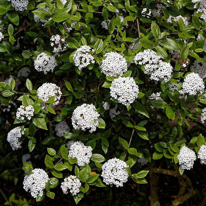 Viburnum x burkwoodii ~ Burkwood Viburnum-ServeScape