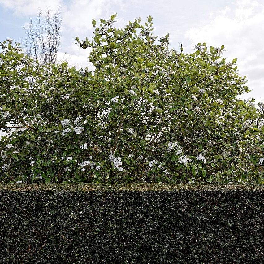 Viburnum x burkwoodii ~ Burkwood Viburnum-ServeScape