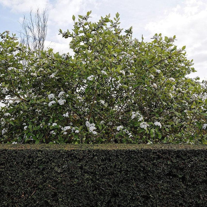 Viburnum x burkwoodii ~ Burkwood Viburnum-ServeScape
