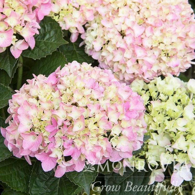 Pink Splendor™ Hydrangea, Hydrangea macrophylla 'MonPKSP