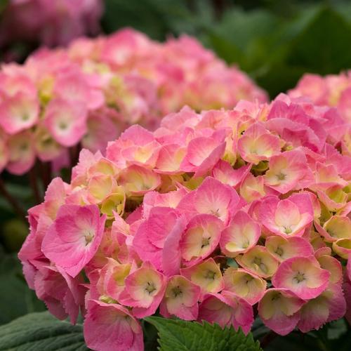 Hydrangea macrophylla 'Berner' PP #22,329 ~ Monrovia® Let's Dance® Big Easy® Hydrangea-ServeScape