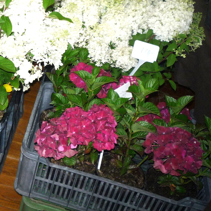 Hydrangea macrophylla 'Grefuglo' ~ Fuchsia Glow™ Hydrangea-ServeScape