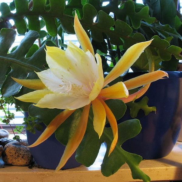 Epiphyllum anguliger ~ Monrovia® Fishbone Cactus-ServeScape