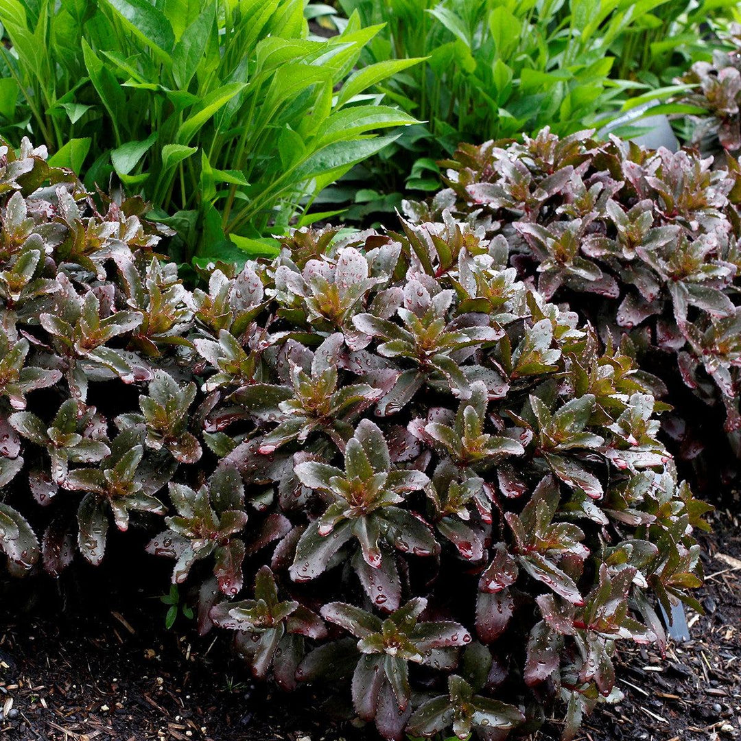 Sedum telephium 'Dark Magic' PP #27,619 ~ Monrovia® Dark Magic Sedum-ServeScape