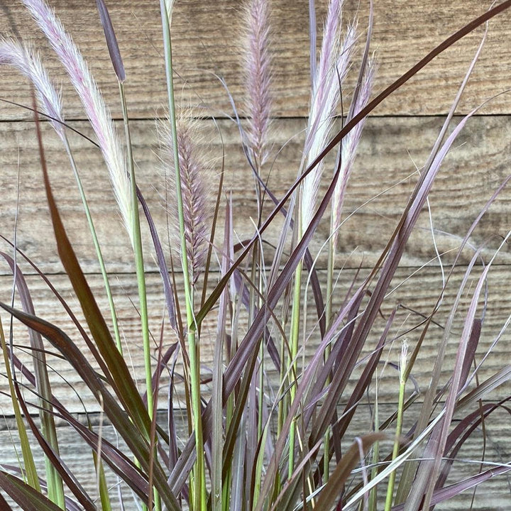 Pennisetum setaceum 'Rubrum' ~ Monrovia® Graceful Grasses® Purple Fountain Grass, Red Fountain Grass-ServeScape