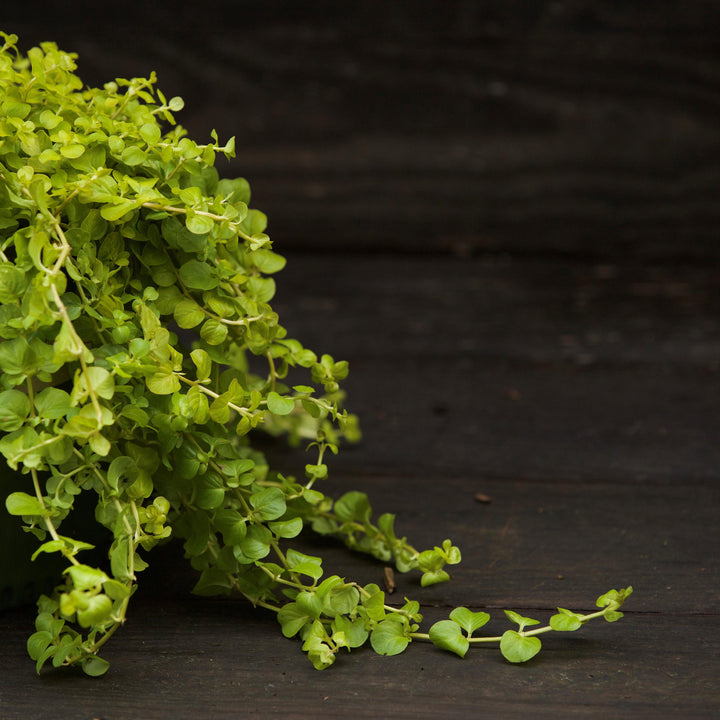 Lysimachia nummularia 'Aurea' ~ Monrovia® Golden Creeping Jenny-ServeScape