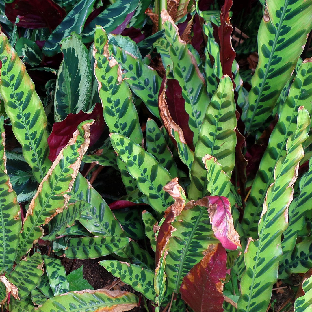 Calathea lancifolia ~ Monrovia® Rattlesnake Plant-ServeScape