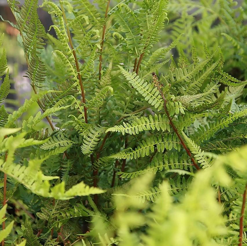 Athyrium filix-femina var. angustum 'Lady in Red' ~ Monrovia® Lady in Red Fern, Northern Lady Fern-ServeScape