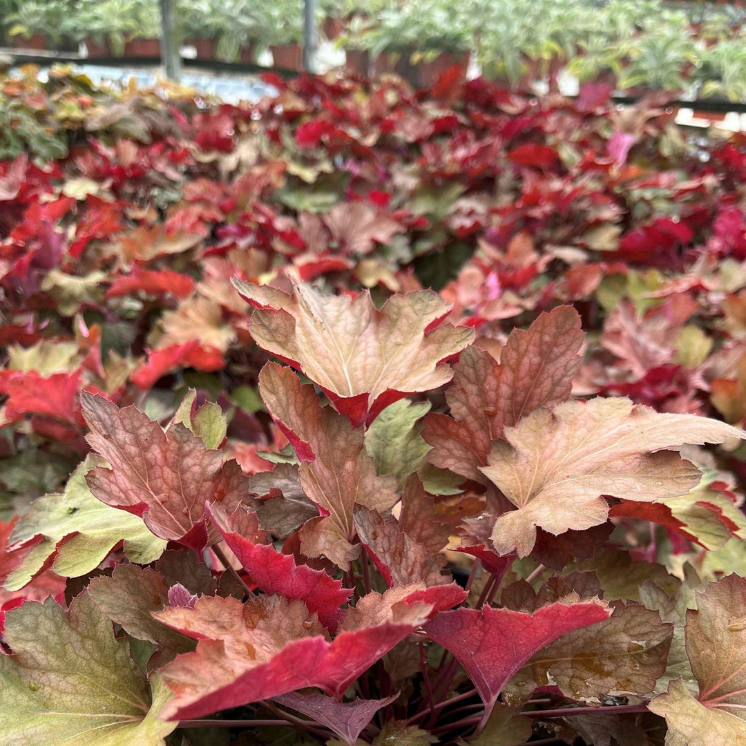 Heuchera 'Carnival Watermelon' ~ Carnival™ Watermelon Coral Bells-ServeScape