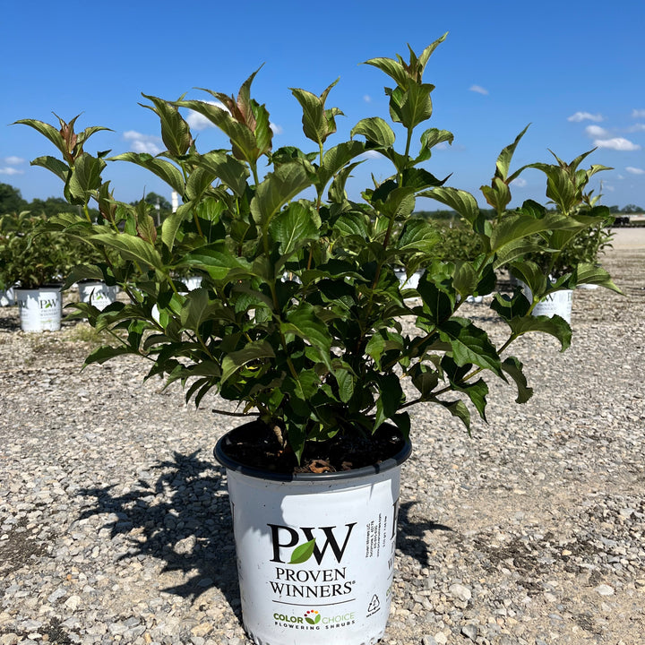 Weigela florida 'Verweig 6' ~ Sonic Bloom® Red Weigela-ServeScape