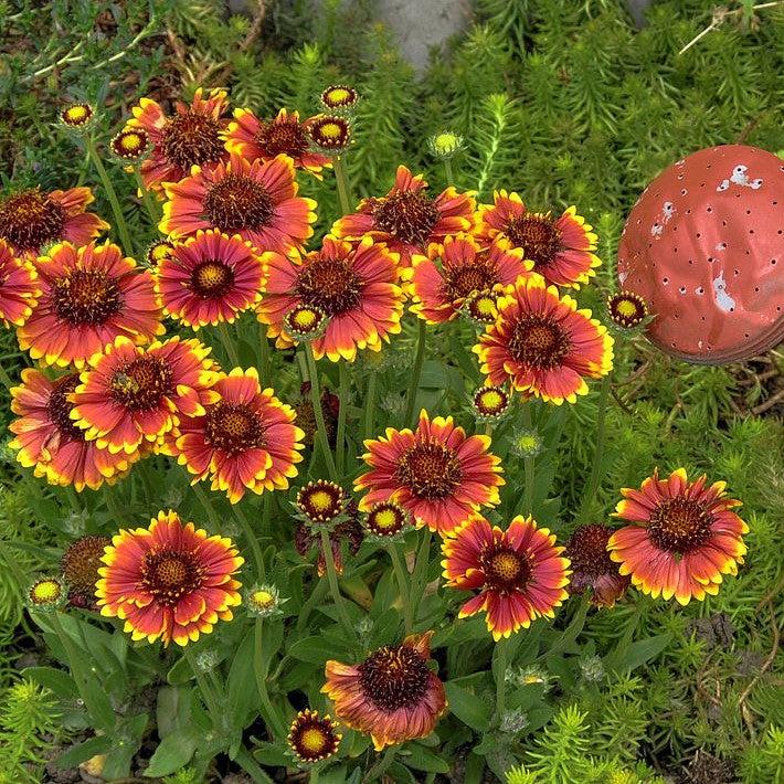 Gaillardia aristata 'Spintop Yellow Touch' ~ Spintop™ Yellow Touch Blanket Flower-ServeScape