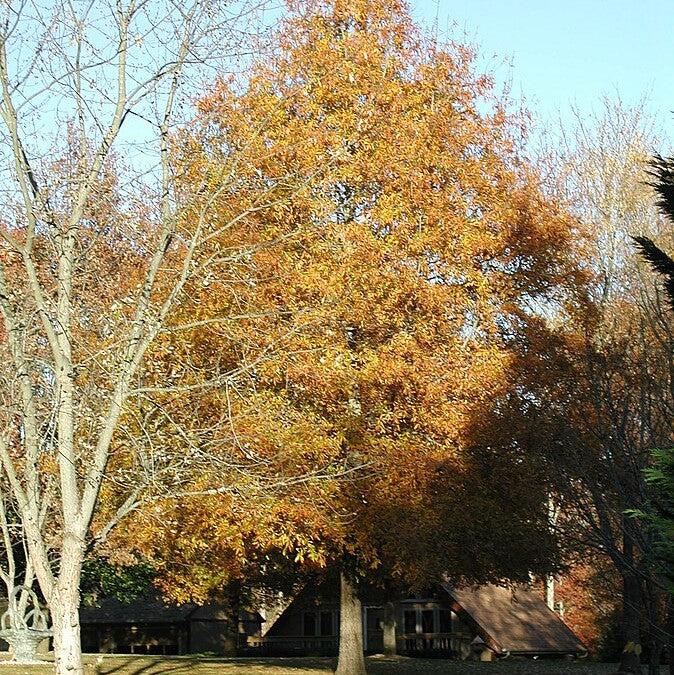 Quercus phellos 'QPSTA' ~ Hightower® Willow Oak-ServeScape