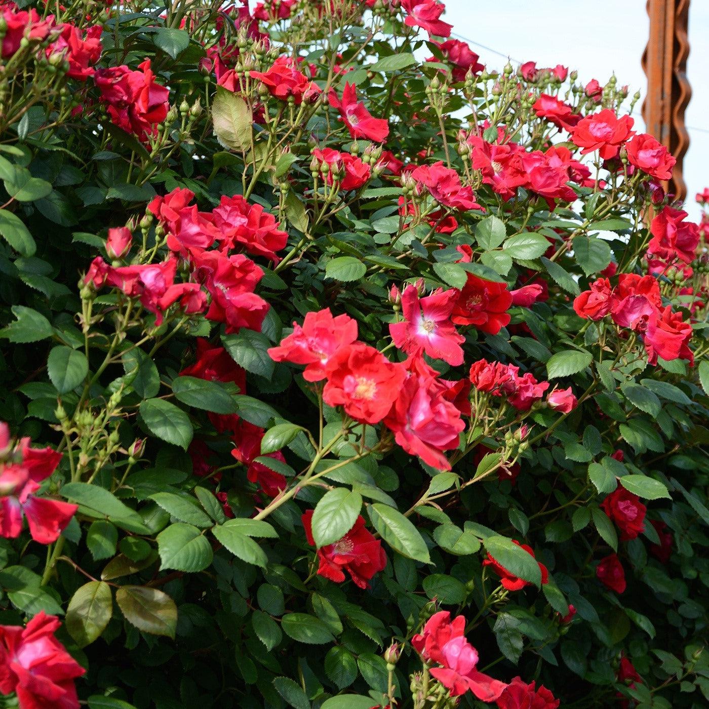 Rosa 'Radwin' ~ Winner's Circle™ Climbing Rose-ServeScape