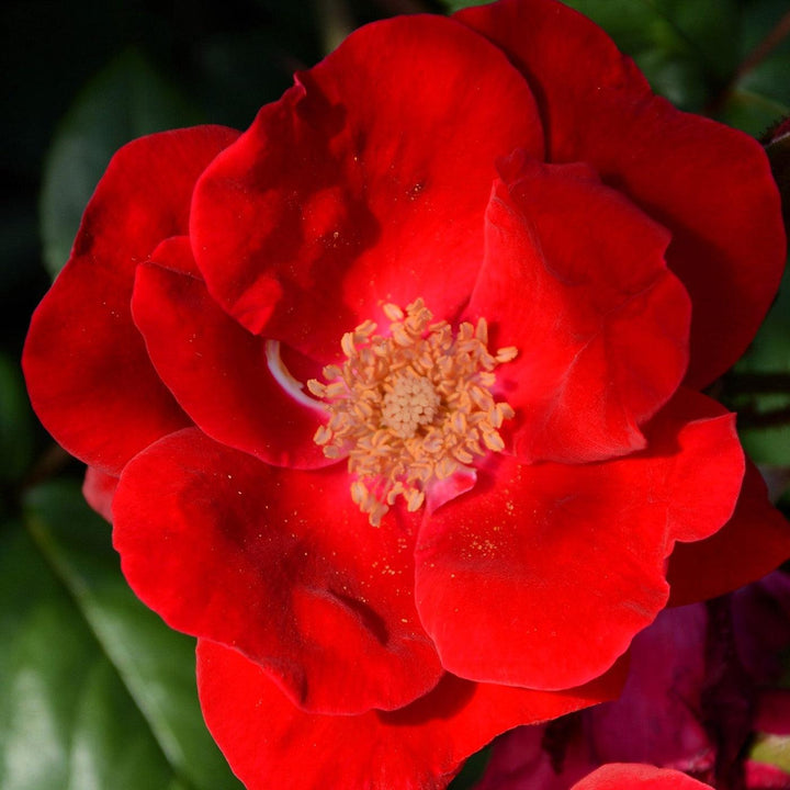 Rosa 'Radwin' ~ Winner's Circle™ Climbing Rose-ServeScape
