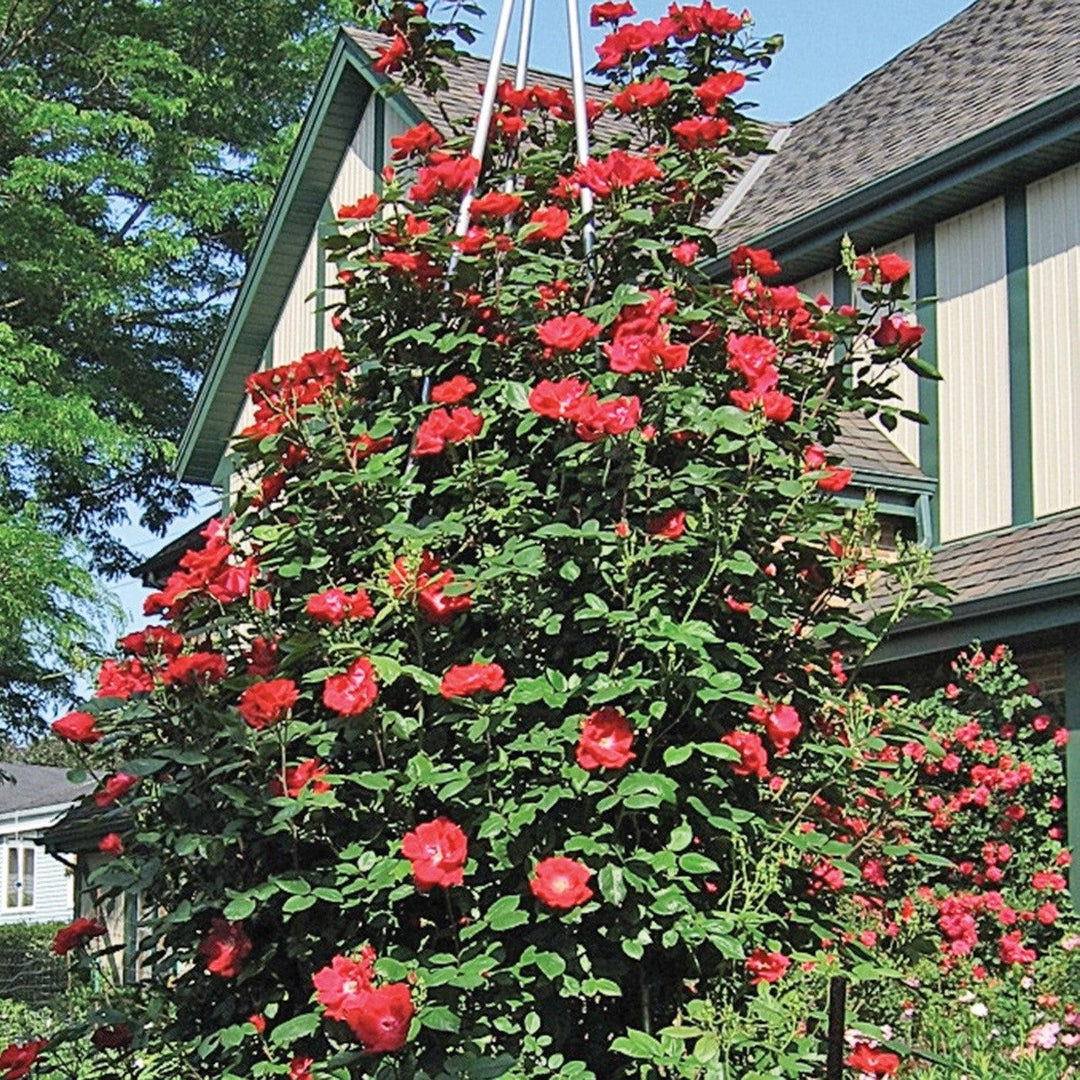 Rosa 'Radwin' ~ Winner's Circle™ Climbing Rose-ServeScape