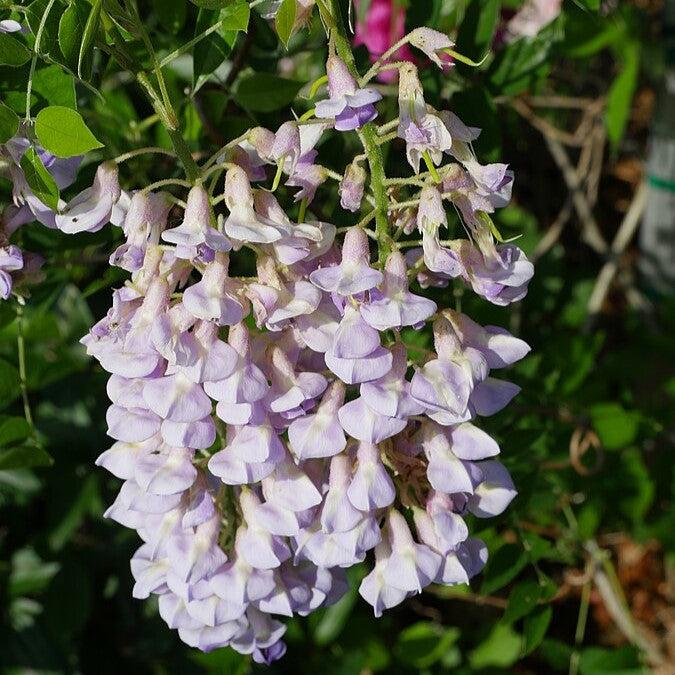 Wisteria macrostachys 'Blue Moon' ~ Blue Moon Wisteria-ServeScape
