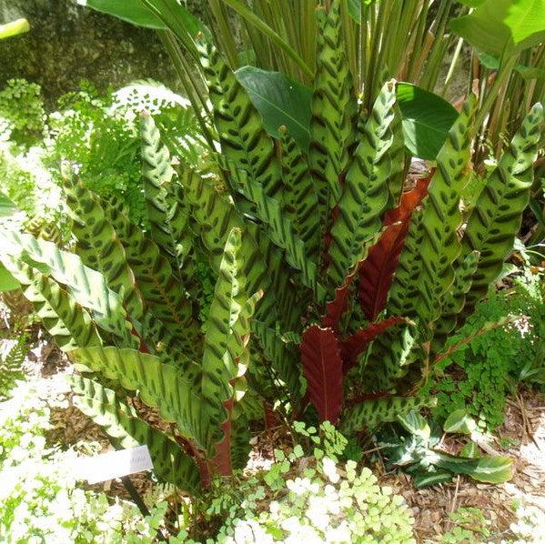 Calathea lancifolia ~ Monrovia® Rattlesnake Plant-ServeScape