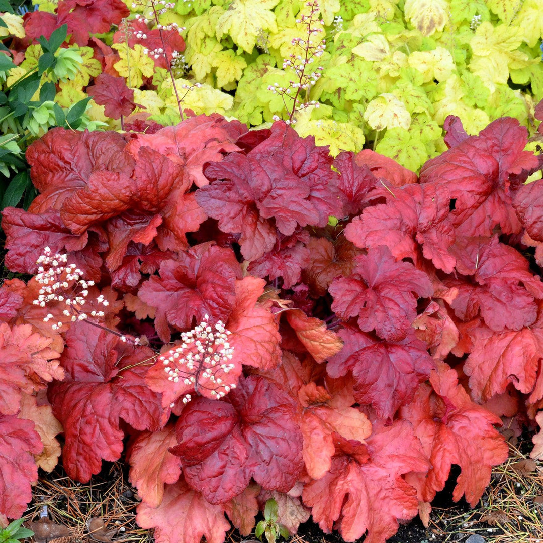 Heuchera x 'Fire Alarm' PP #24,525 ~ Monrovia® Fire Alarm Heuchera-ServeScape