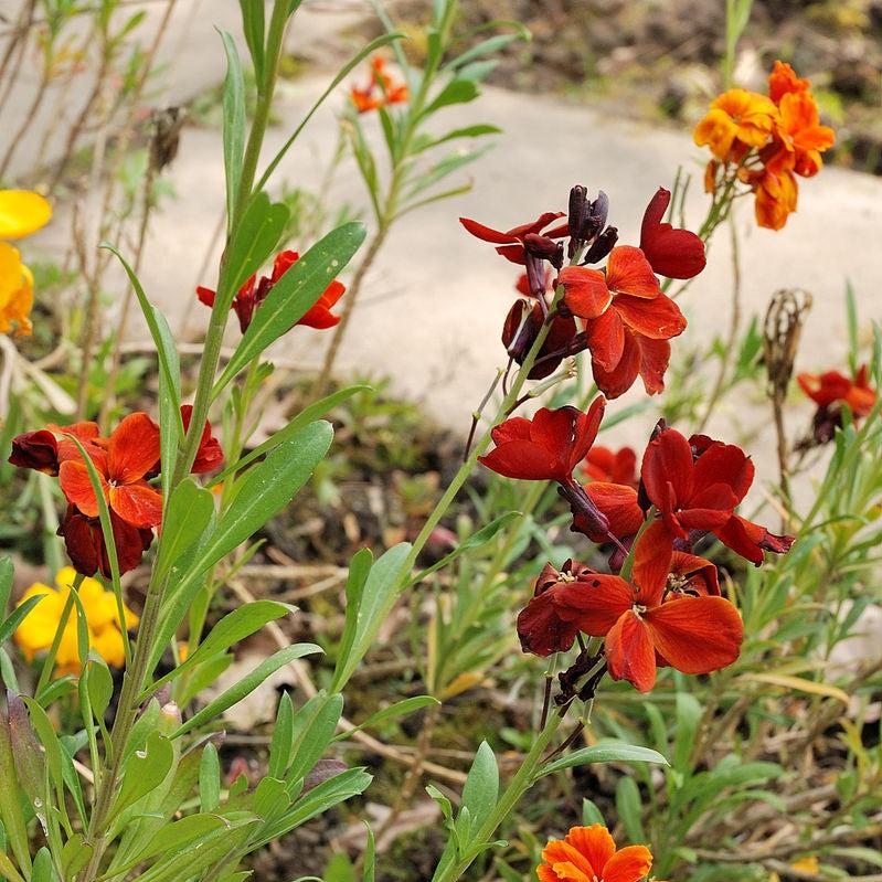 Erysimum cheiri 'Sugar Rush Red' ~ Monrovia® Sugar Rush™ Red Wallflower-ServeScape