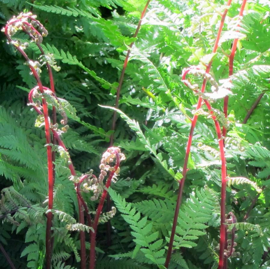 Athyrium filix-femina var. angustum 'Lady in Red' ~ Monrovia® Lady in Red Fern, Northern Lady Fern-ServeScape
