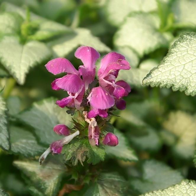 Lamium maculatum 'Purple Dragon' ~ Monrovia® Purple Dragon Deadnettle-ServeScape