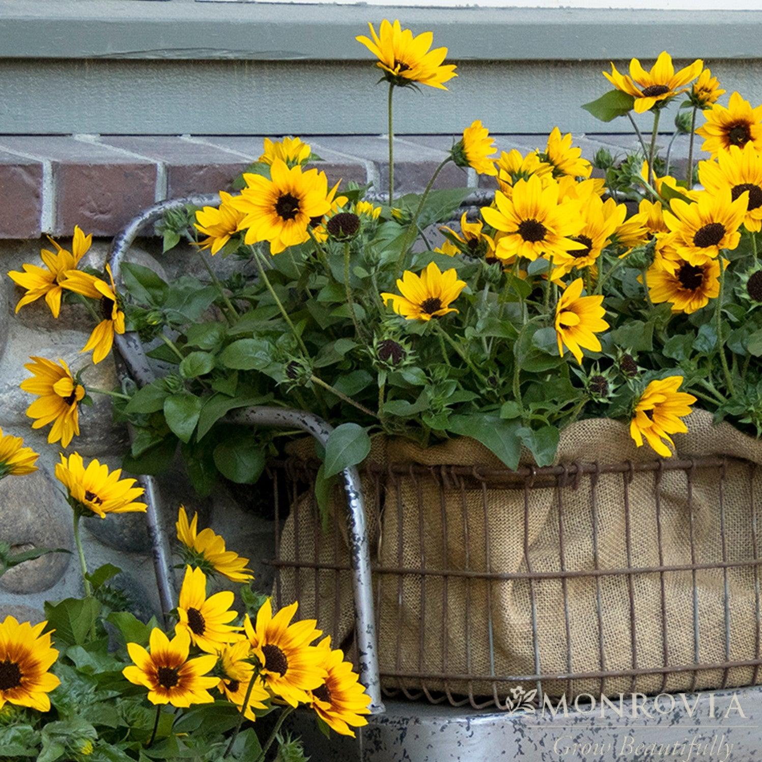 Helianthus x annuus 'TMSNBLEV01' PP #31,423 ~ Monrovia® SunBelievable™ Brown Eyed Girl Helianthus-ServeScape