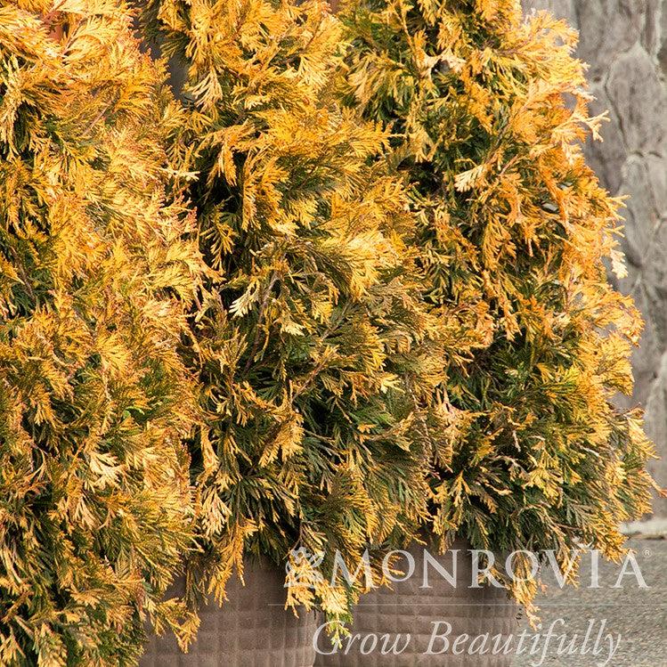 Thuja x 'MonPin' PP #25,363 ~ Monrovia® Ember Waves® Western Arborvitae-ServeScape