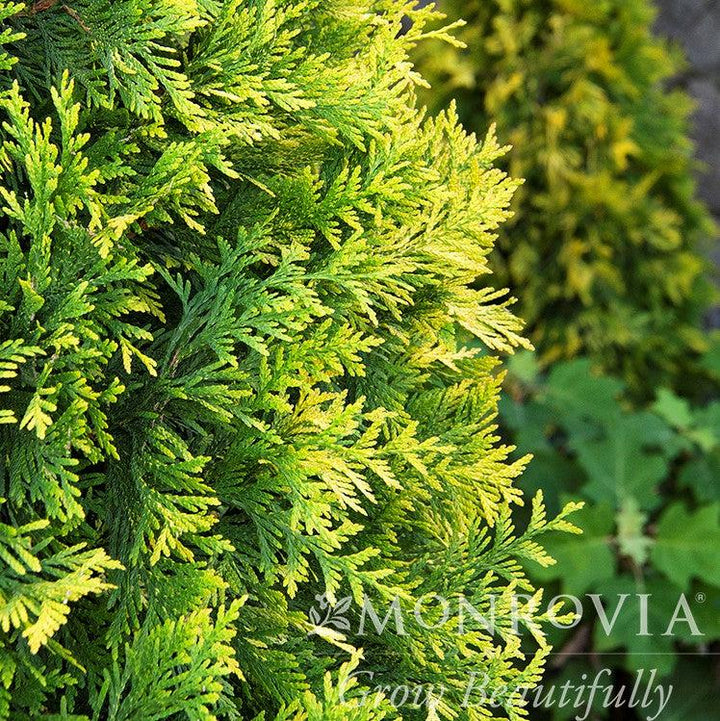 Thuja x 'MonPin' PP #25,363 ~ Monrovia® Ember Waves® Western Arborvitae-ServeScape