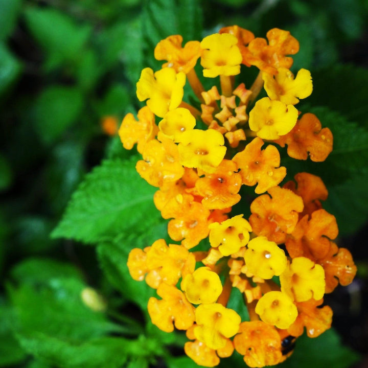 Lantana 'PII-LC1' ~ Monrovia® Casablanca® Lantana-ServeScape