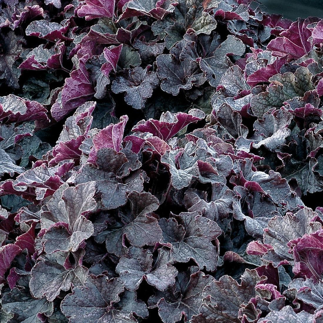 Heuchera x villosa TNHEUGB' ~ Monrovia® Grande™ Black Coral Bells, Heuchera-ServeScape