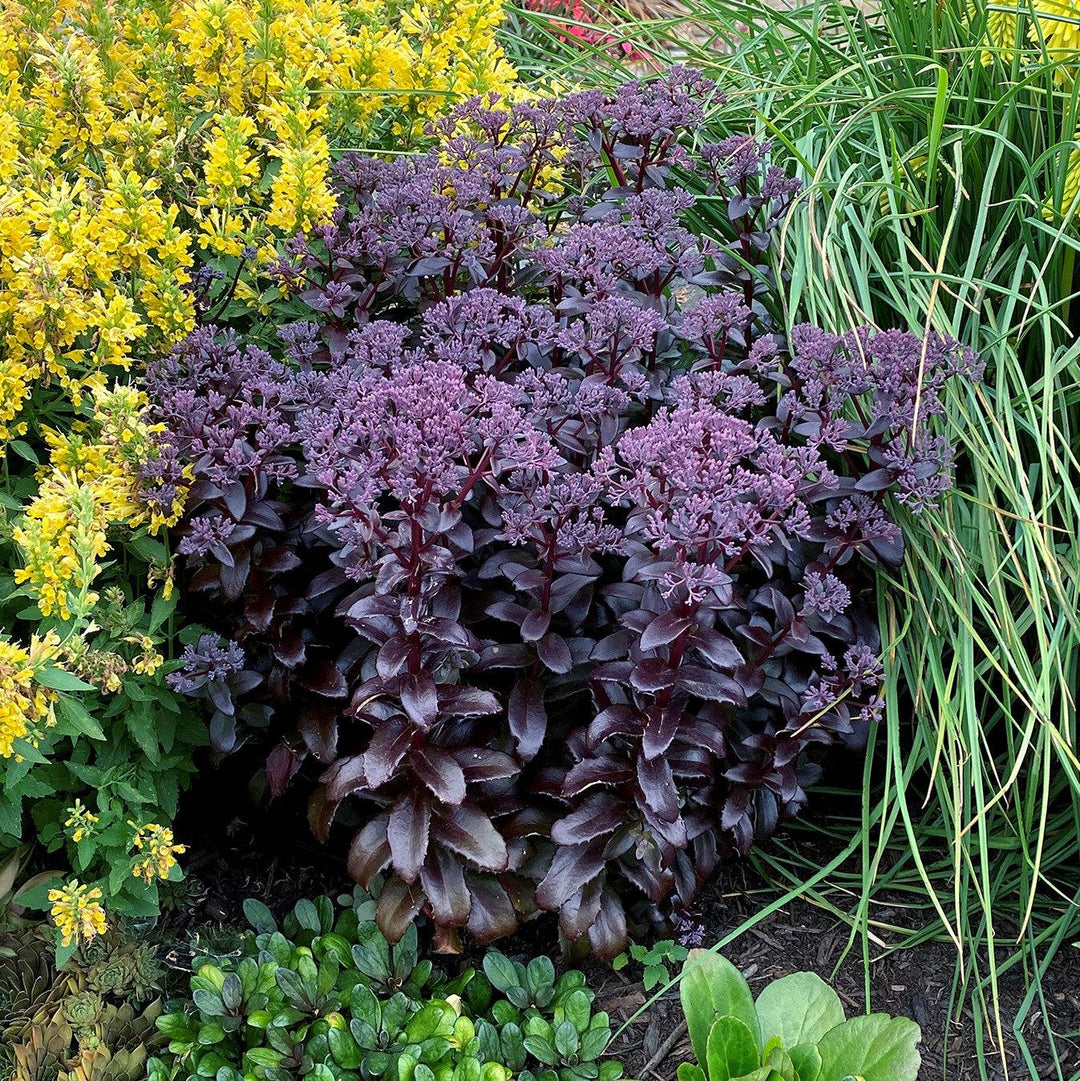 Sedum telephium 'Dark Magic' PP #27,619 ~ Monrovia® Dark Magic Sedum-ServeScape