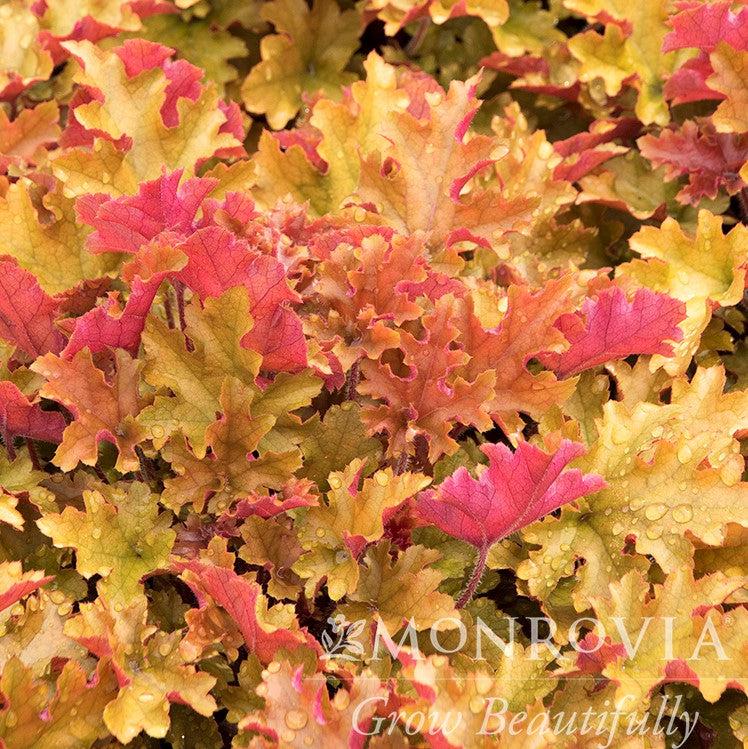 Heuchera x 'Marmalade' ~ Monrovia® Marmalade Coral Bells-ServeScape