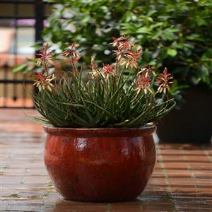 Aloe hybrid 'X5' PP23,267 ~ Monrovia® Safari Sunrise Aloe-ServeScape