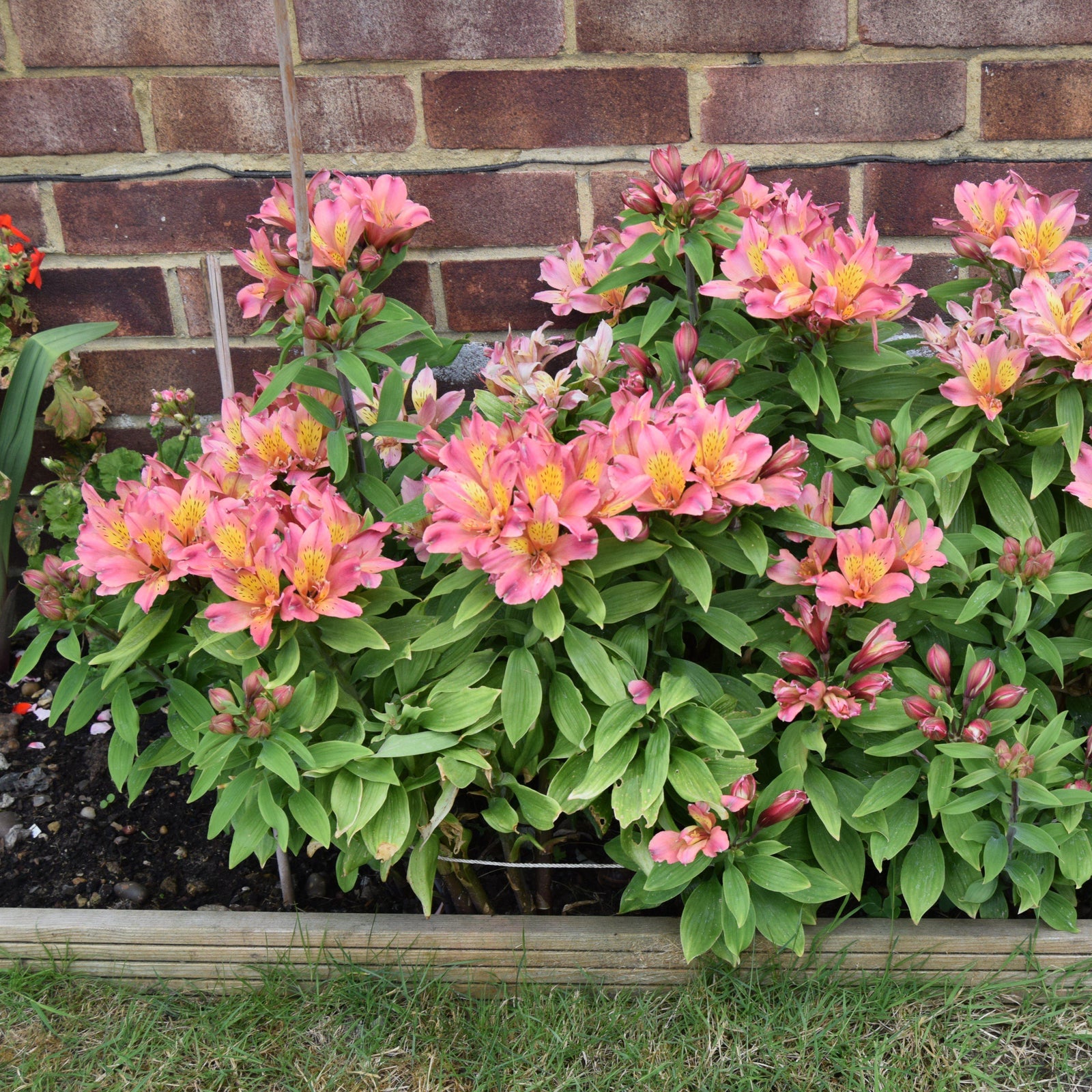 Alstroemeria x 'Zaprielia' ~ Monrovia® Colorita® Eliane® Peruvian Lily-ServeScape