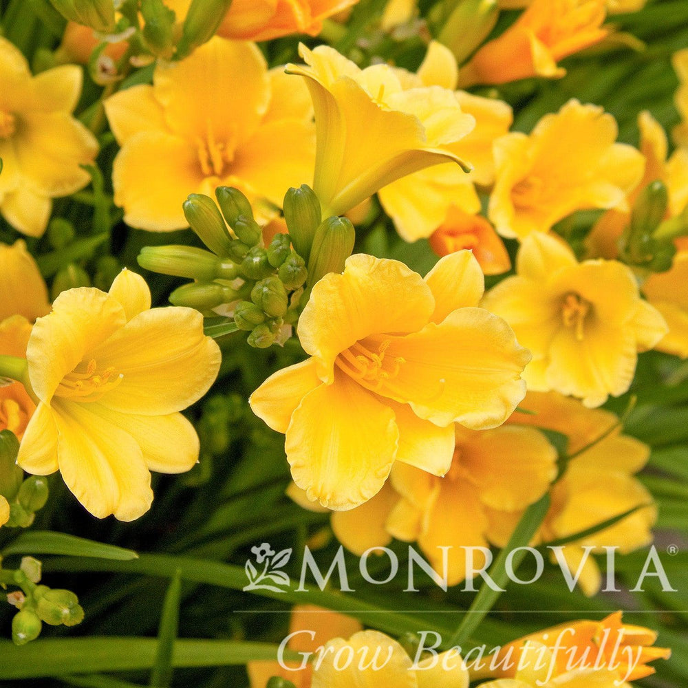 Hemerocallis 'Stella D'Oro' ~ Monrovia® Stella de Oro Daylily-ServeScape