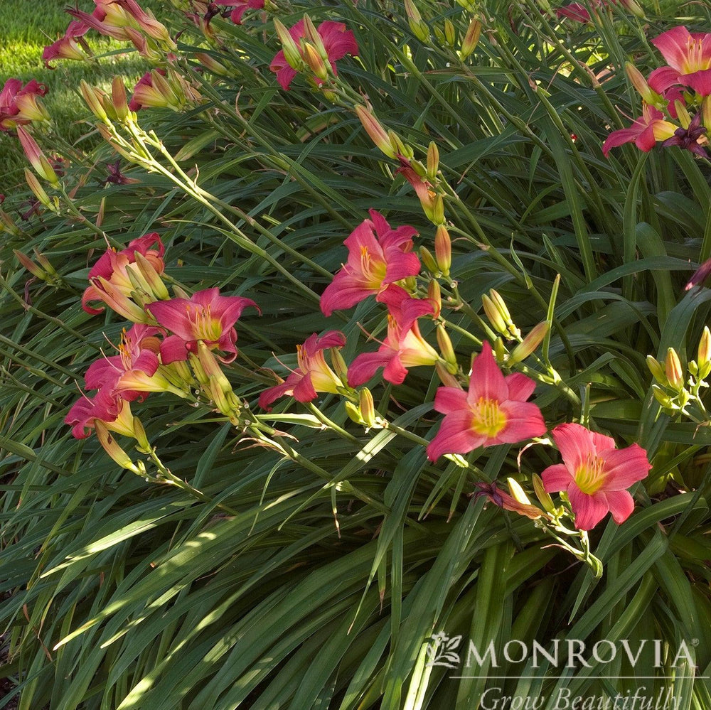 Hemerocallis 'Little Business' ~ Monrovia® Little Business Daylily-ServeScape