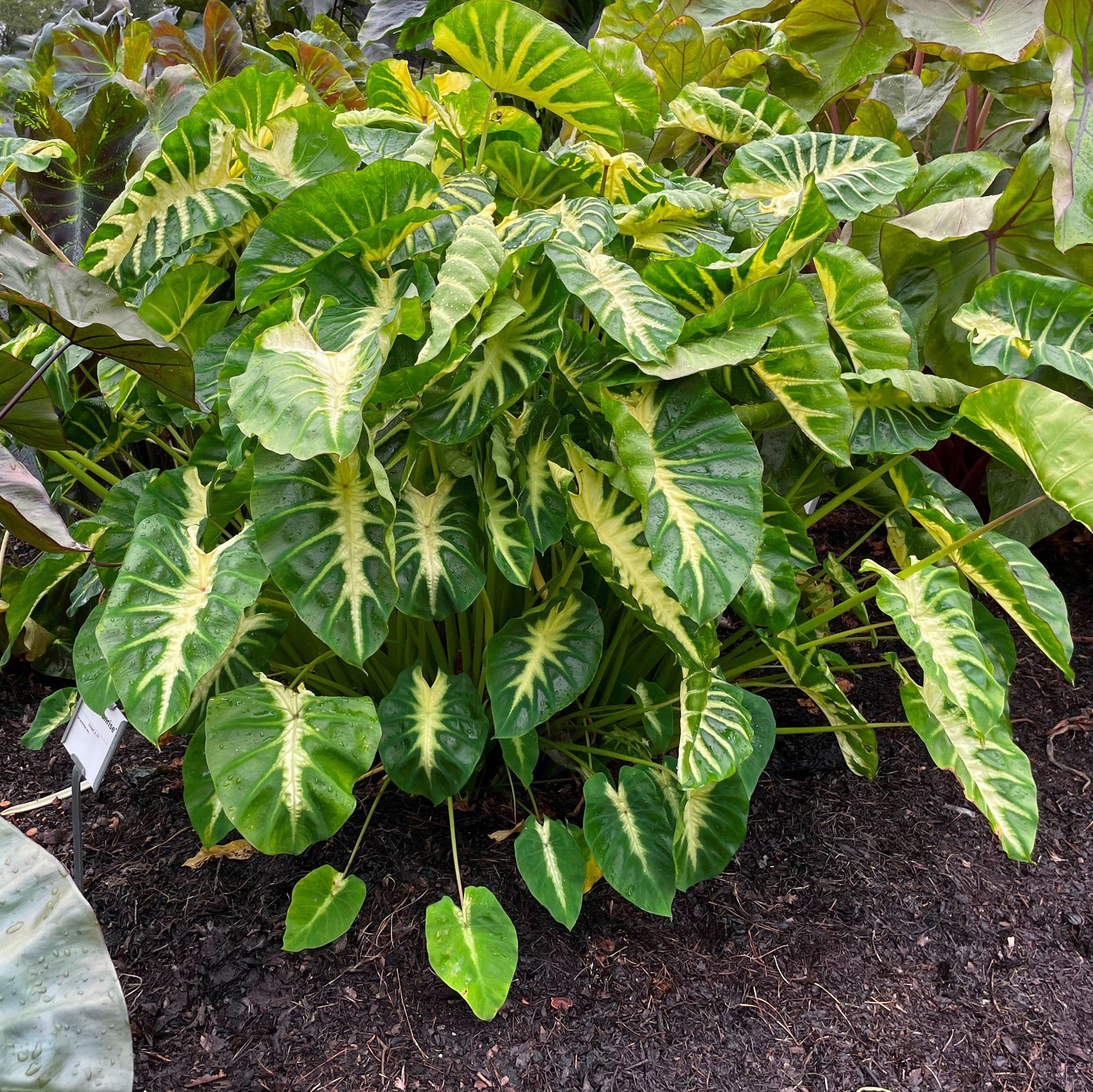 Colocasia esculenta 'Maui Sunrise' ~ Monrovia® Royal Hawaiian® Maui Sunrise Elephant Ear-ServeScape