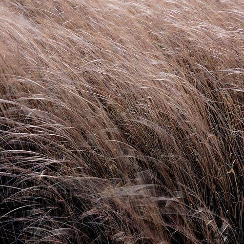 Carex buchananii ~ Monrovia® Leatherleaf Sedge-ServeScape