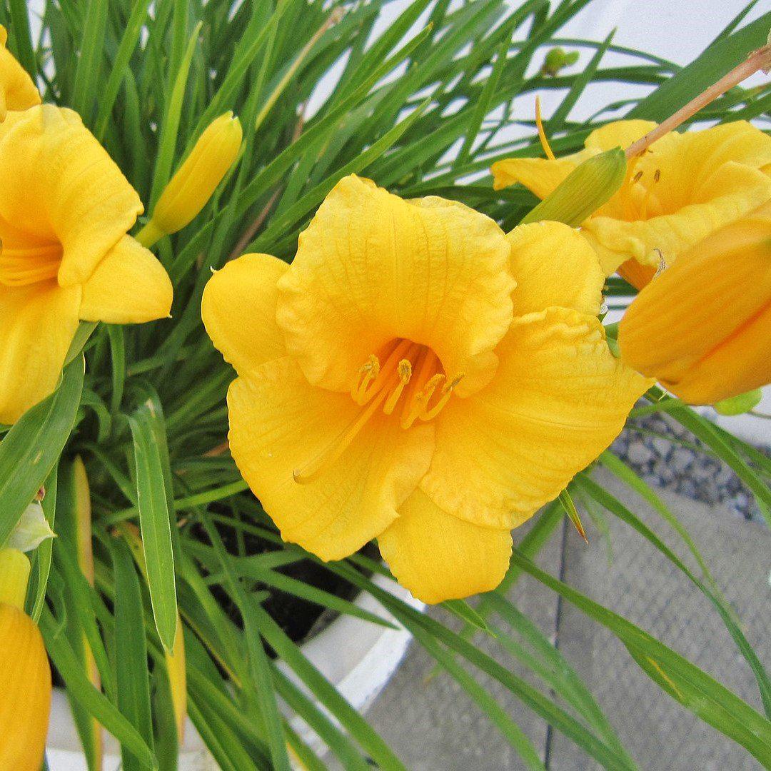 Hemerocallis fulva 'DHEMORANGE' ~ Monrovia® Endlesslily® Orange Daylily-ServeScape